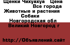 Щенки Чихуахуа › Цена ­ 12000-15000 - Все города Животные и растения » Собаки   . Новгородская обл.,Великий Новгород г.